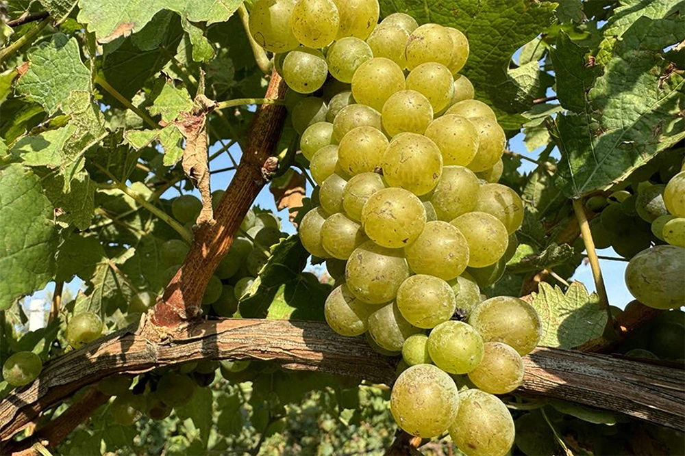 Velká zlatá pro Frankovku rosé v Národní soutěži vín